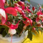 Blumenschmuck von Regi