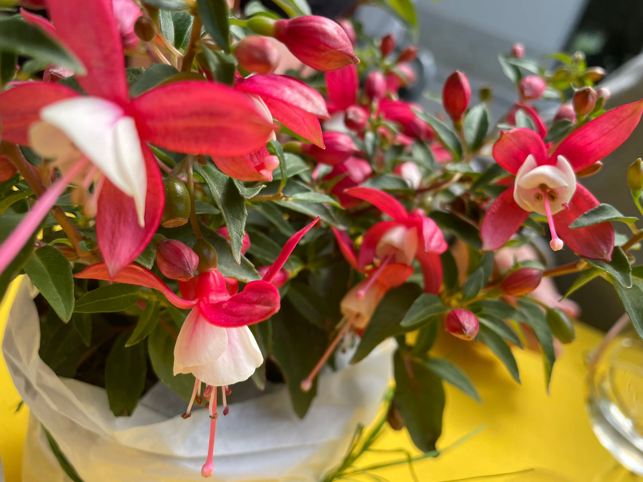 Blumenschmuck von Regi